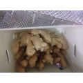 Qualified Fresh Ginger for EU 150g up in PVC Box